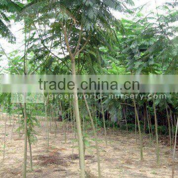 Jacaranda acutifolia plants in field