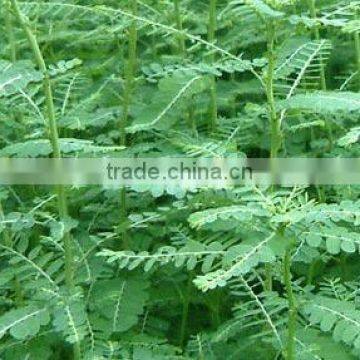 Phyllanthus Amarus photo-3
