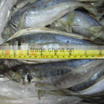 14-16cm frozen horse mackerel