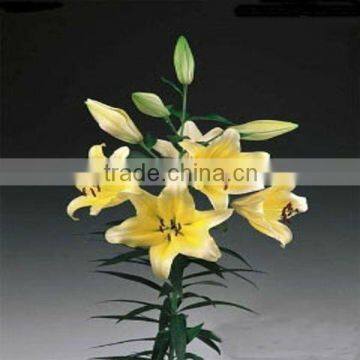 Supply good quality yellow lily flower