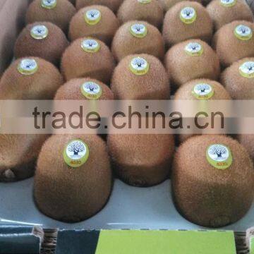 Fresh Kiwi Fruit Green Kiwi, Yellow Kiwi, Red Kiwi. photo-3