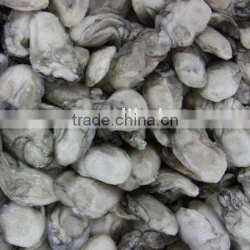 iqf frozen oyster meat for sale