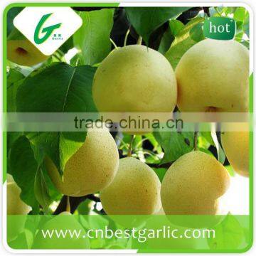 2015 fresh bulk ya pear