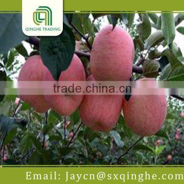 China Best Market Price Fuji Apple photo-2