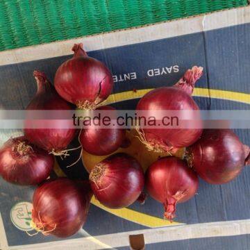 yellow&red onion Sale