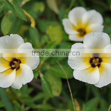 Turnera ulmifolia elegans