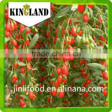 New Crop Ningxia Dried Goji Berry