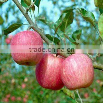 Red delicious fresh Qinguan apple