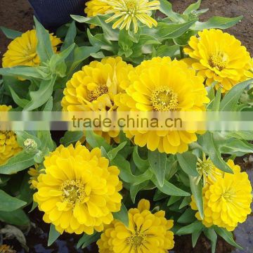 New Hybird Red Yellow Pink Zinnia seeds flower seeds for growing