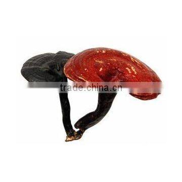 High Purity Reishi Mushroom Extract Powder