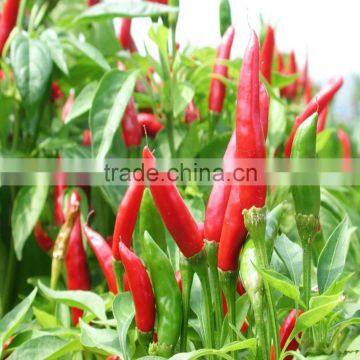 Importad by Japanese 2016 Wholesale Chilli Pepper Seeds to Plant photo-2