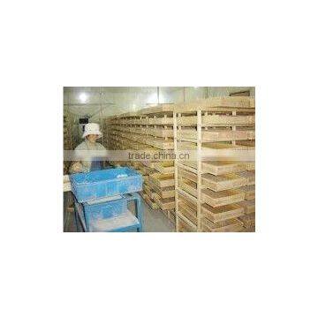 Tenebrio Molitor photo-3