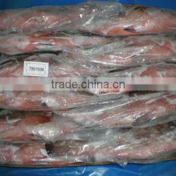 Frozen Reef Code photo-2