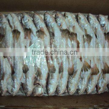 Frozen Silver Croaker