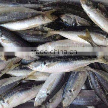 myanmar fish exporters horse mackerel