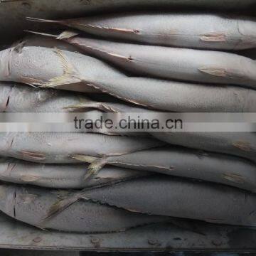 Frozen Pacific Mackerel New Fish photo-2