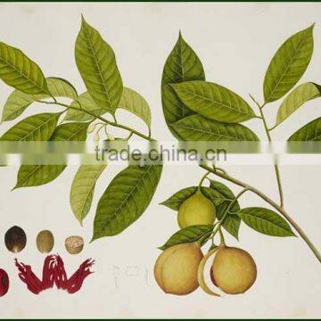 Nut Meg Dry Extract photo-2