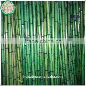 Green color bamboo dyeing poles for building