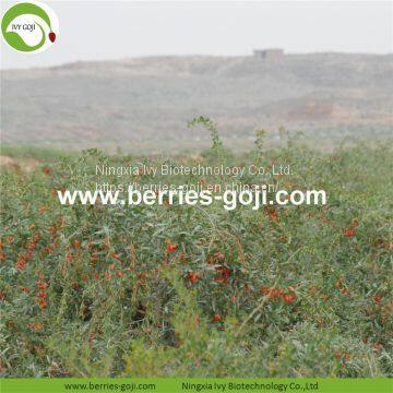 Factory Hot Sale Dried Himalayan Goji photo-3