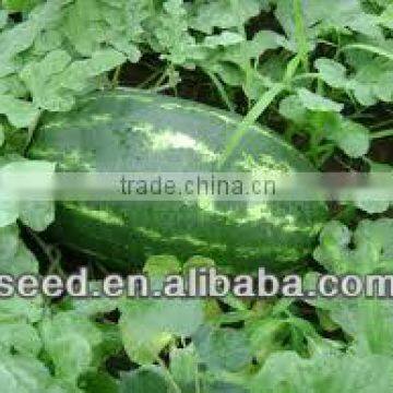 HB Chinese hybrid grafted watermelon seed