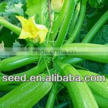 Lvtiao 2 light green smooth skin summer squash seeds