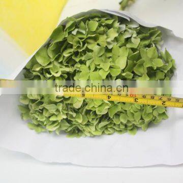 Fresh Crazy Selling Fresh Hydrangea Export From China photo-4