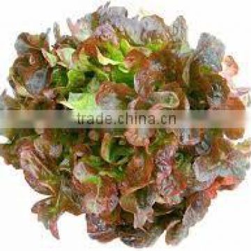 Organic fresh lettuce Red Oak