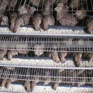 Layer Quail Cage For Sale & Layer Quail Cage For Poultry Farm Equipment