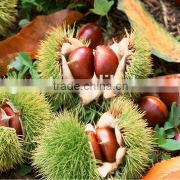 supply good quality fresh sweet chestnut with best price for sale