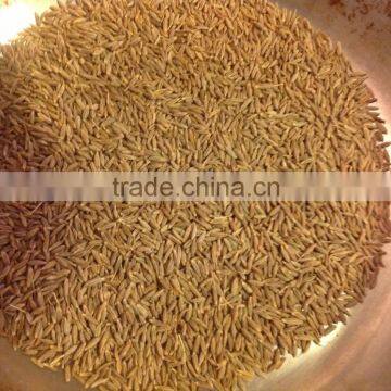 Cumin Seed European Quality