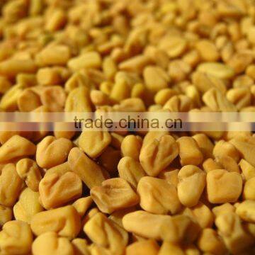 Fenugreek photo-2