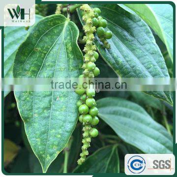 Vietnam Whole Black Pepper From Good Exporter 550gl photo-4