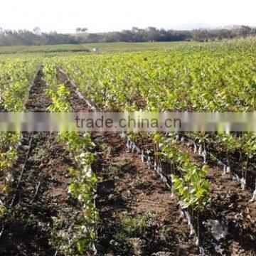 Walnut Saplings Available... photo-4