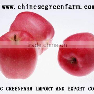 Top Grade Chinesegreenfarm Fresh Red Fuji Apple