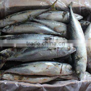 10 kgs / ctn frozen mackerel fish