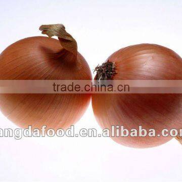 selling fresh yellow onion price(MOQ:1x40'HR)
