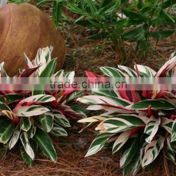 Stromanthe sanguinea white Stromanthe White