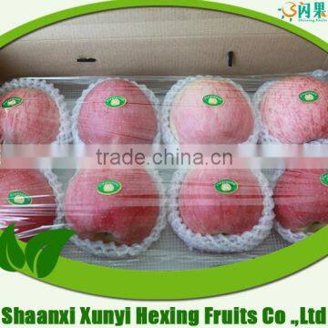 apple/fuji apple/fresh apple with high quality