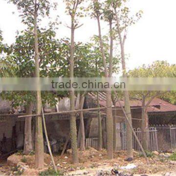 Silk Trees