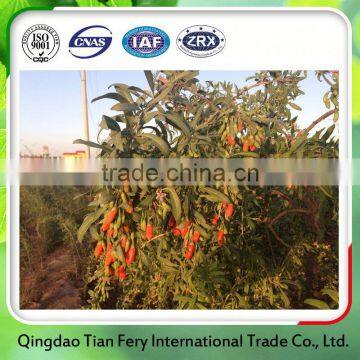 Healthy Food Goji Berries Export Paraguay