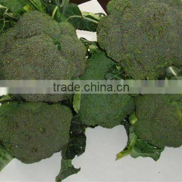 Deep Iqf Frozen Broccoli Cut Cuts Vegetable in 10kg Carton photo-3