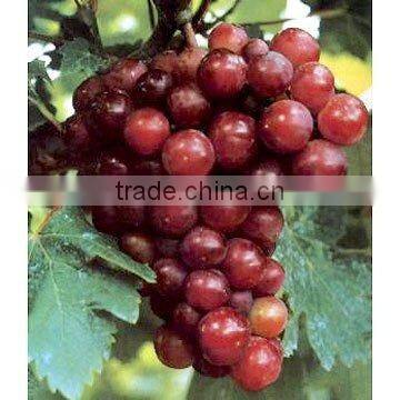 Grape Seed Extract Powder OPC antioxidant