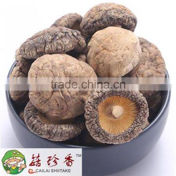 Premium dried shiitake mushroom China cultivator