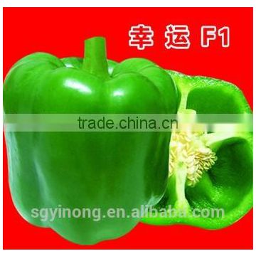 Early-maurity antivirus sweet pepper seeds Amanda F1