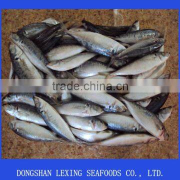 Frozen Horse Mackerel for Canning photo-3
