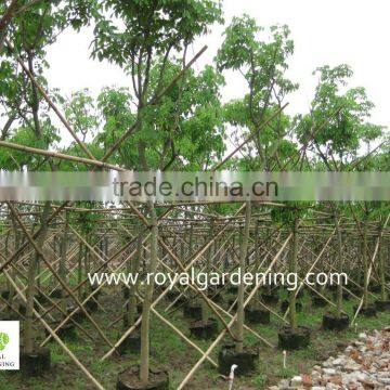 Cassia fistula outdoor flower plants