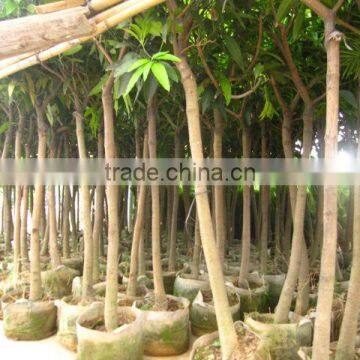 Mangifera Indica Tropical Fruit Trees photo-4