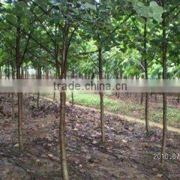 Hibiscus tiliaceus best middle-east landscaping trees