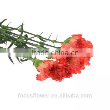 Natural carnation fresh flower cut price for birthday