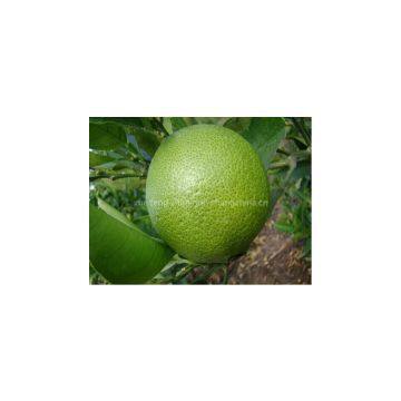 Supply Navel Orange
